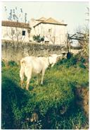 Terreno agrícola, Monte de Caparica.