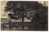 Pinheiro dos Frades - Cova da Piedade.