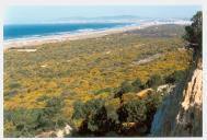 Vegetação da Mata das Dunas e acacial da Costa de Caparica.